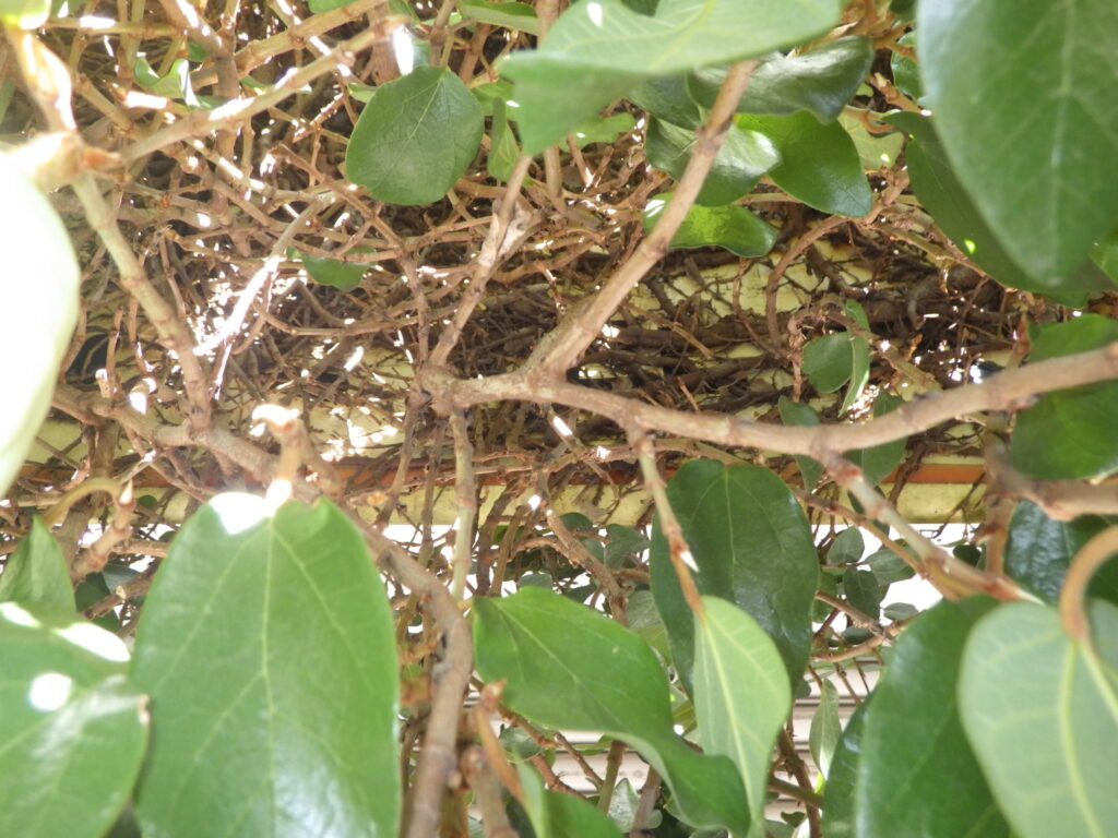 Branches of the Japanese Ficus microcarpa