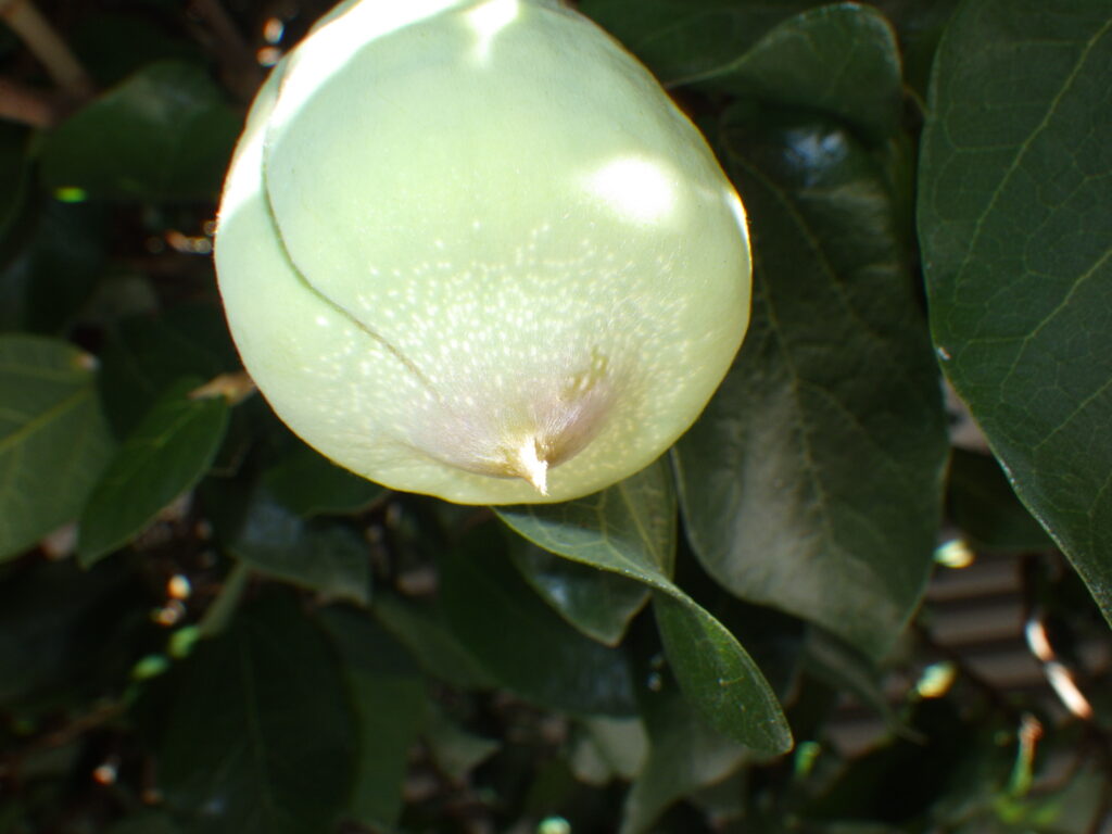 Underside of the syconium (syconium) of Ficus pumila