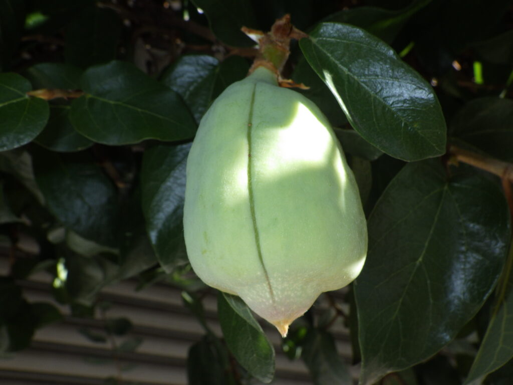 The syconium (inflorescence) of the large Ficus microcarpa: Clearly large.
