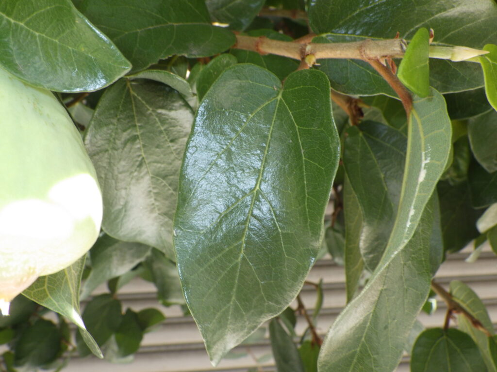 Upper surface of a Ficus pumila leaf