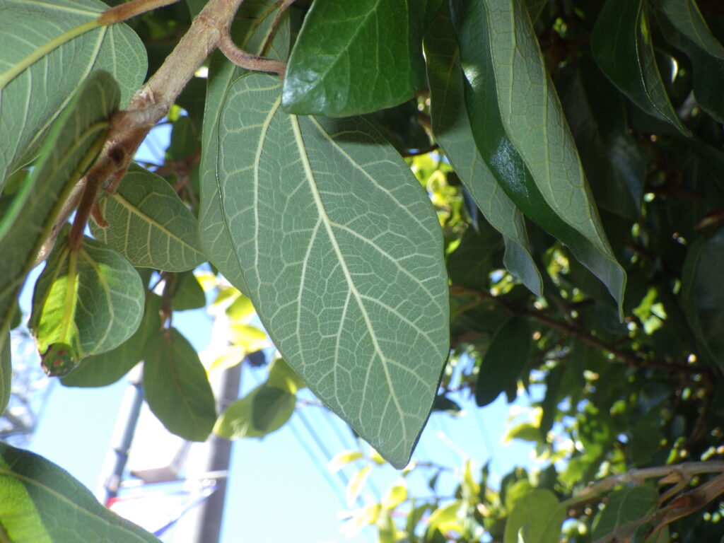 Underside of the leaf of *Ficus microcarpa*: No hairs.