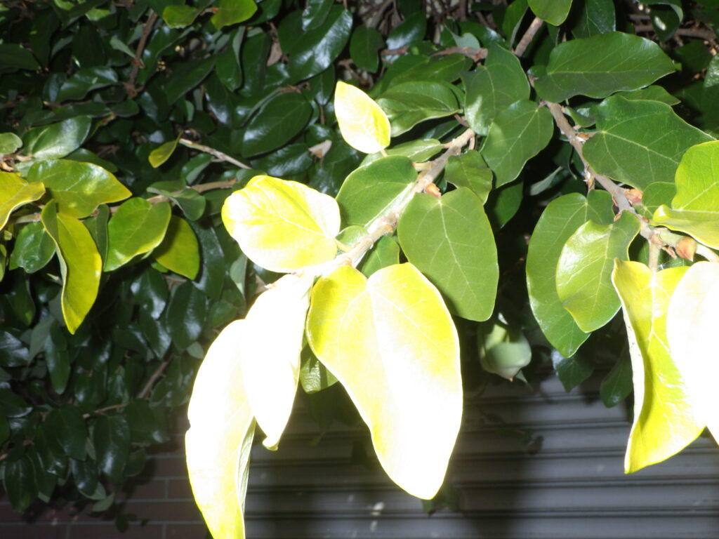 Leaf arrangement of Ficus pumila