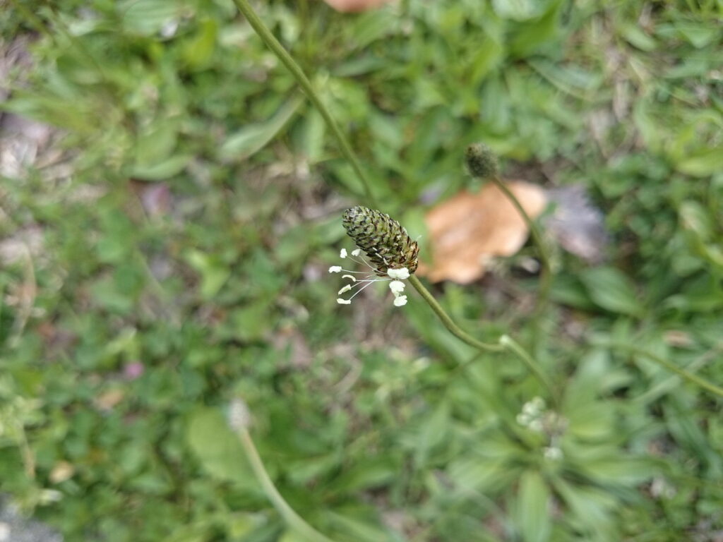 ヘラオオバコの花:虫媒のための突き出た雄しべが目立つ。