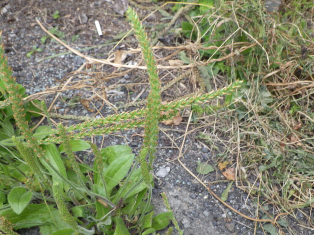 ツボミオオバコの花序