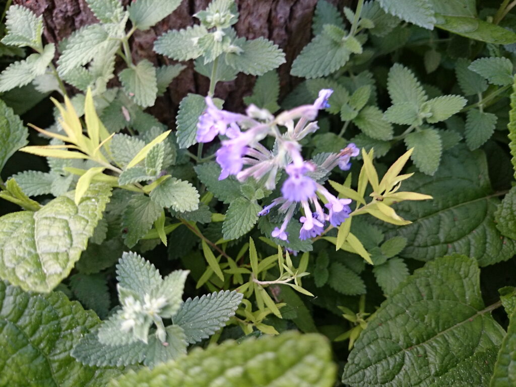 Catmint inflorescence