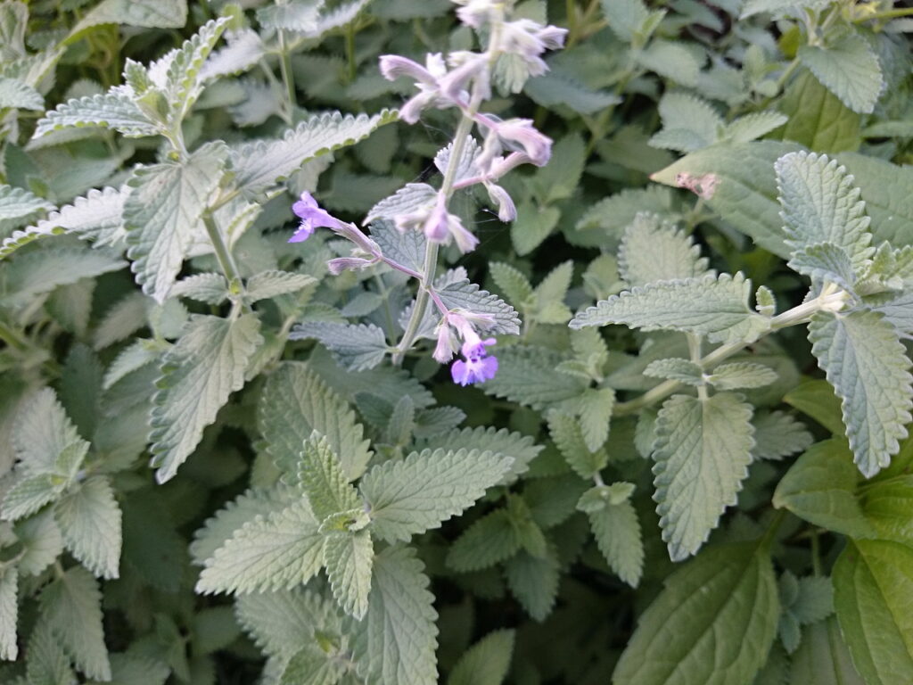 Catmint leaves and flowers: The leaves are small, the corolla is long and purple, the calyx is blunt and pointed, and the inflorescence is not clustered.