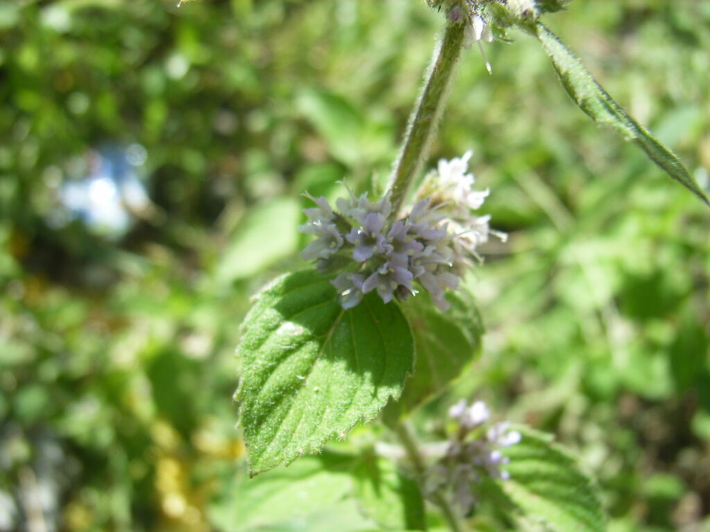 Leaves and flowers of mint (Mentha canadensis var. piperascens): The corolla is small and does not protrude much.