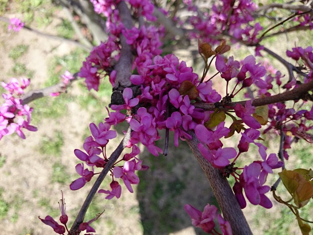 ハナズオウの花：紅紫色で色が濃い蜜標がある。右側のものがわかりやすい。