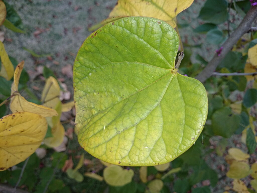 ハナズオウの葉上面：葉先は尾状に伸びるがこの葉はあまり伸びていない。この点で識別は不能。
