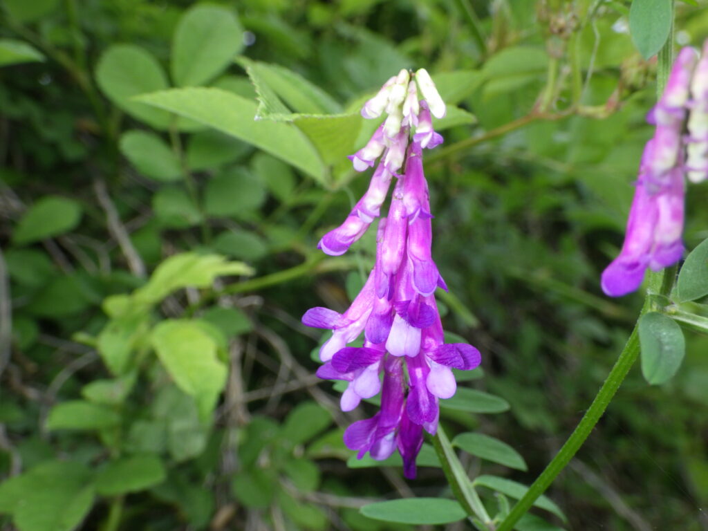 ナヨクサフジの花序