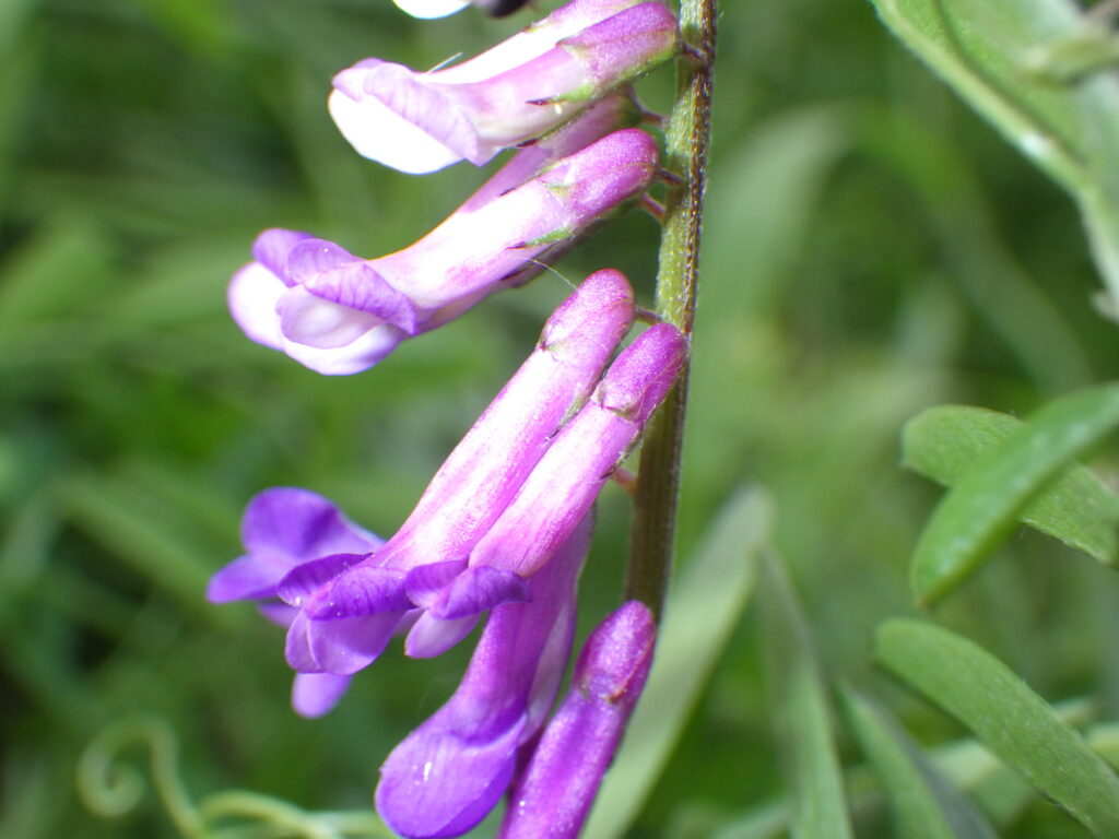 ナヨクサフジの花:萼筒の先端の下側に花柄はつき、花冠は長い。萼裂片(萼の尖ってる部分)は長めだが萼筒の長さほどはない。