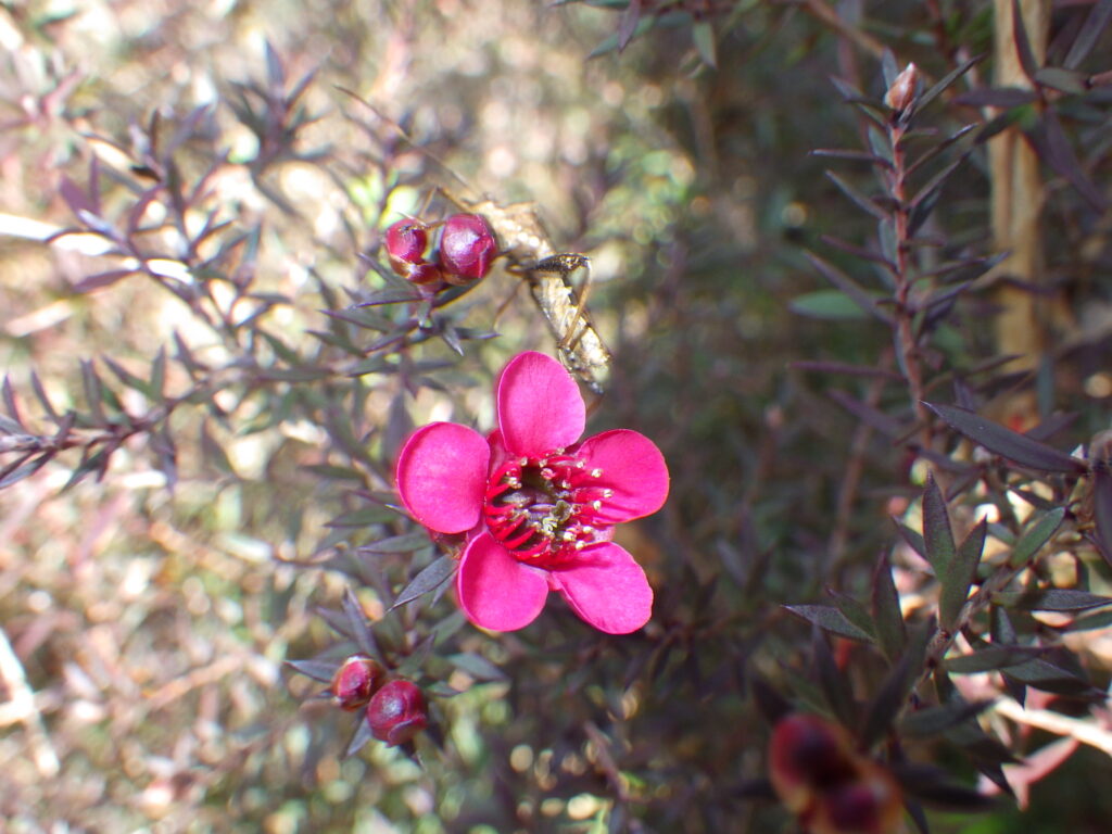 Leptospermum scoparium flower: The pistil has no hairs.