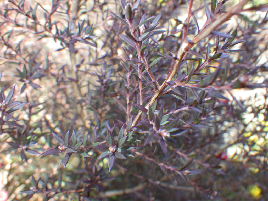 Leaves of Leptospermum scoparium: broad and flat.