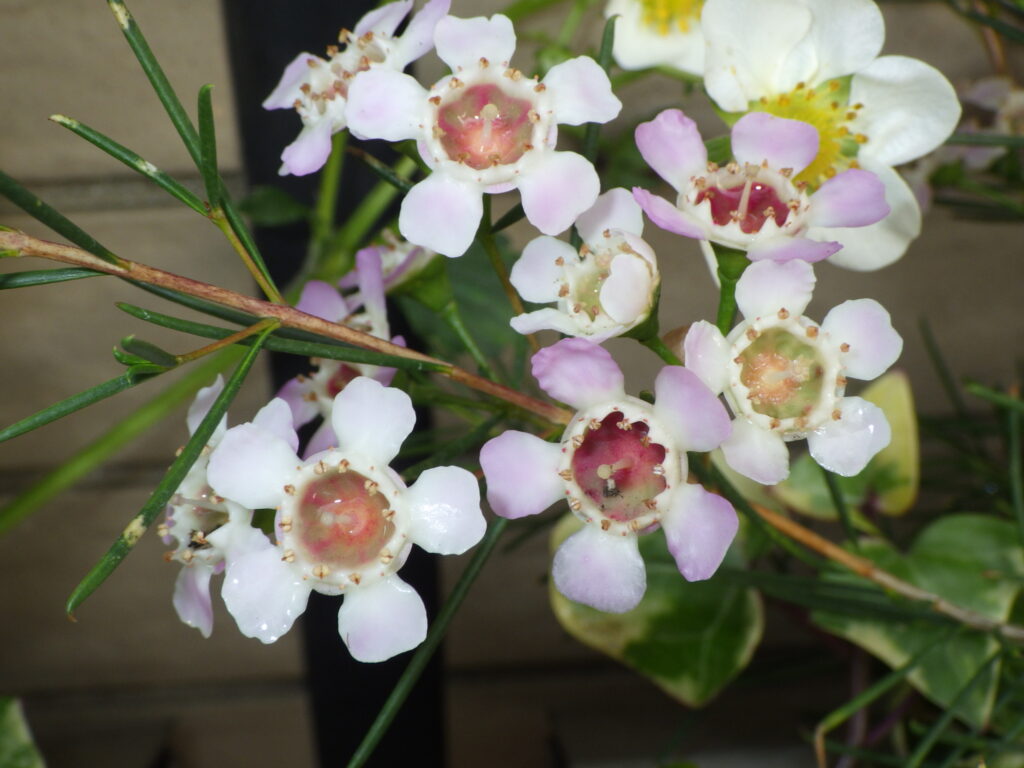 wax flower inflorescence