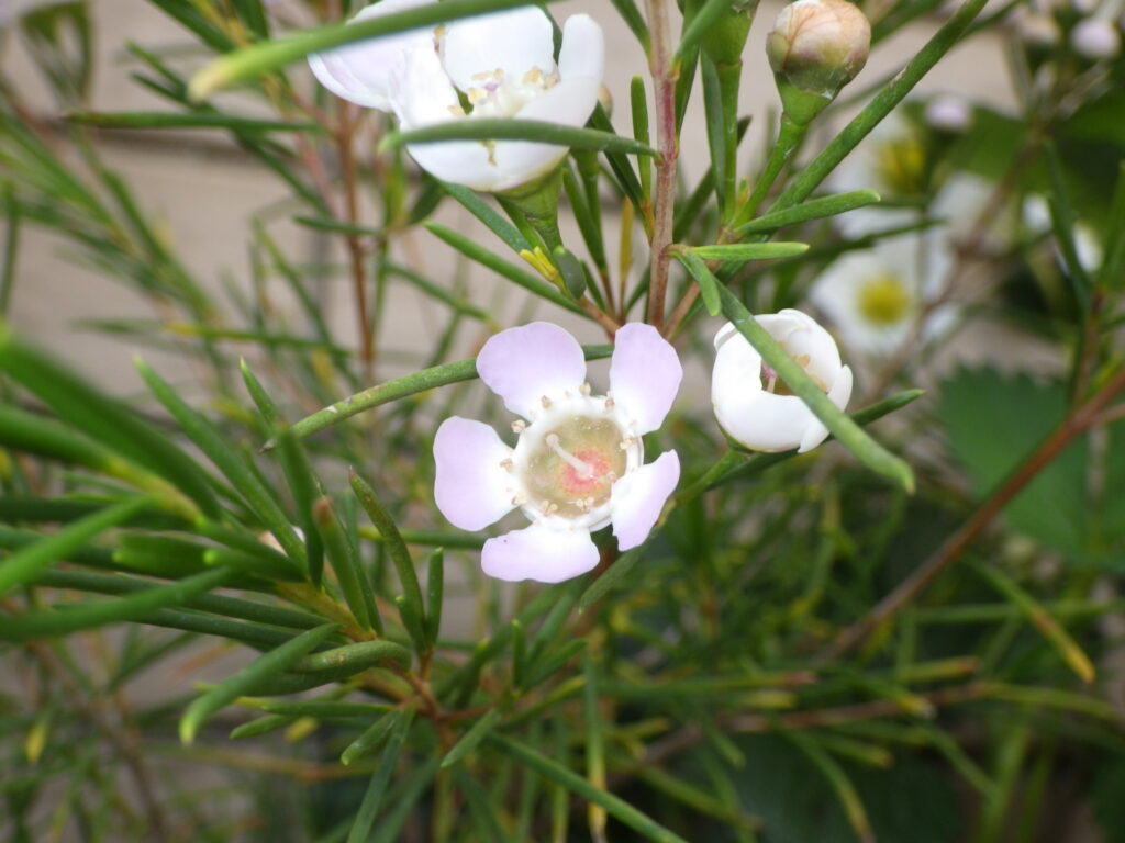 Waxflower: The pistil has a few ring-shaped hairs. This is difficult to see in low resolution.