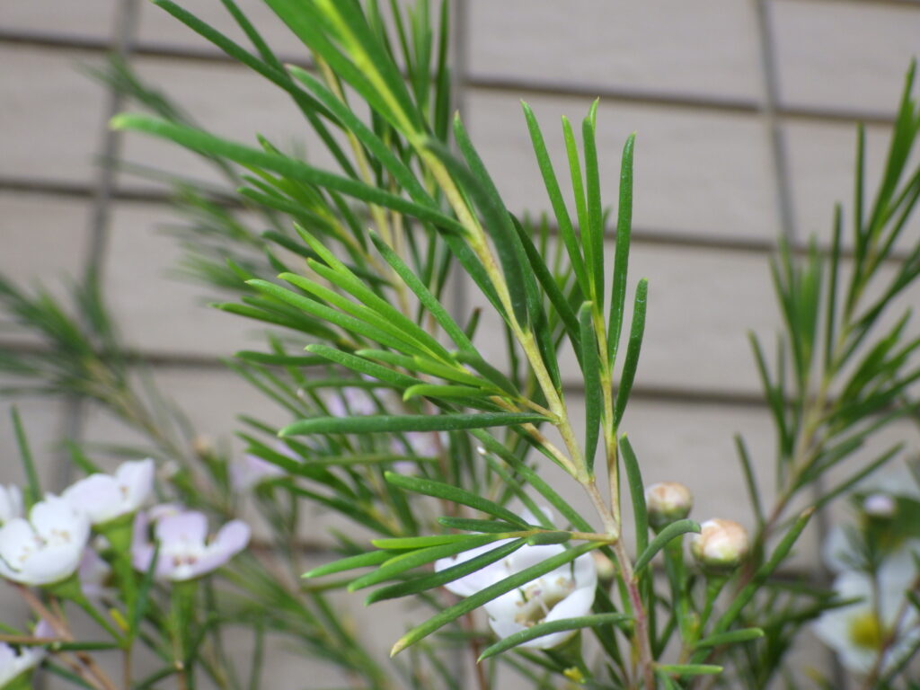 Waxflower leaves: narrow and tubular.