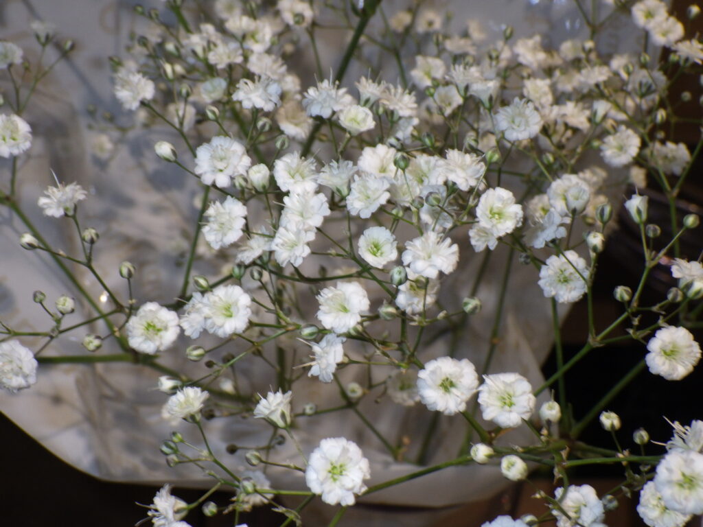 シュッコンカスミソウ（八重花型）の花：切り花のものはおそらく本種。