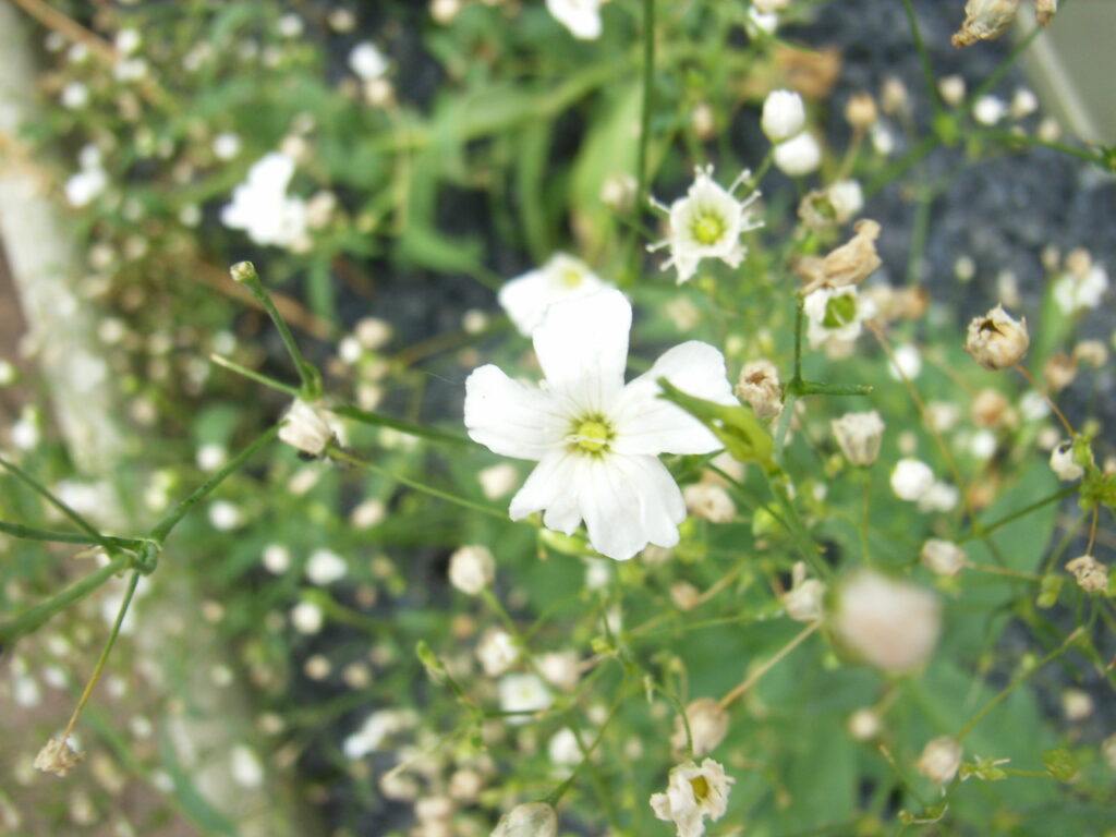 カスミソウの花
