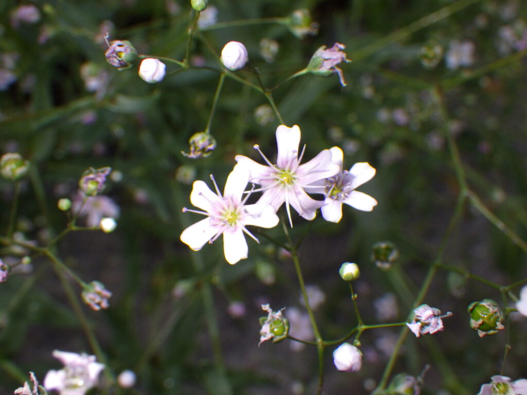 ウスベニカスミソウ（ロゼア）の花
