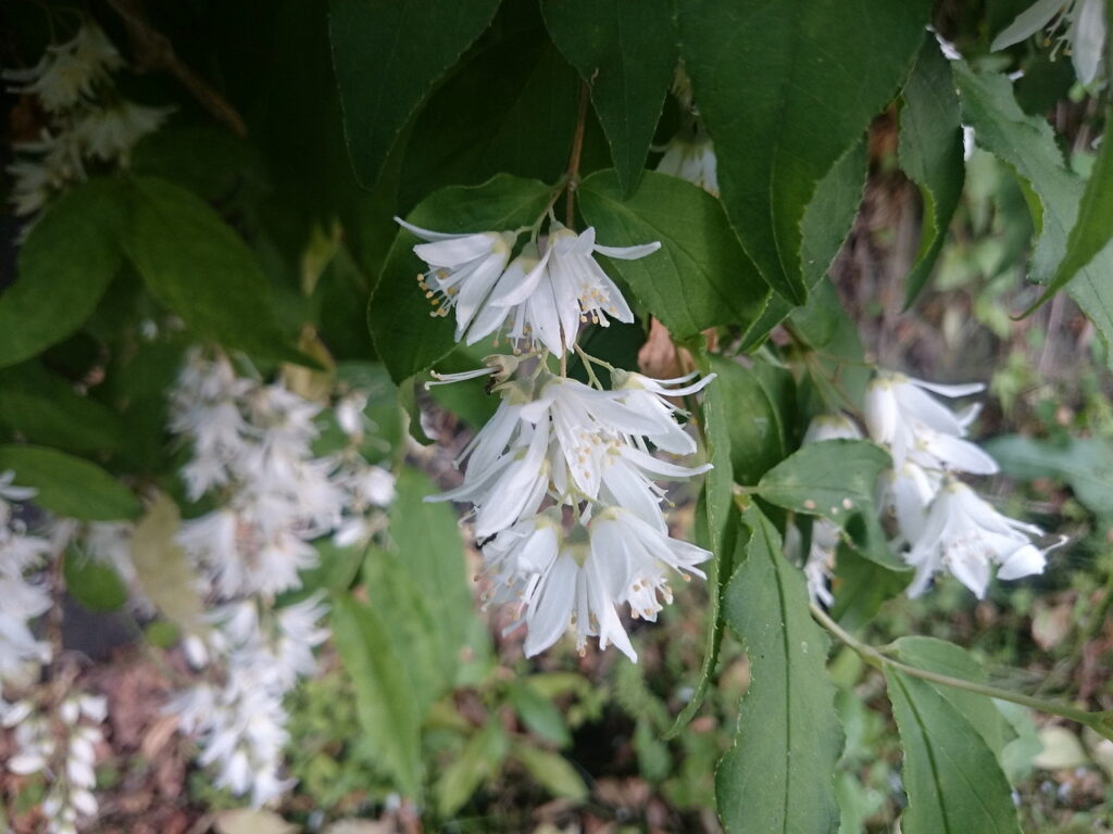 ウツギの花
