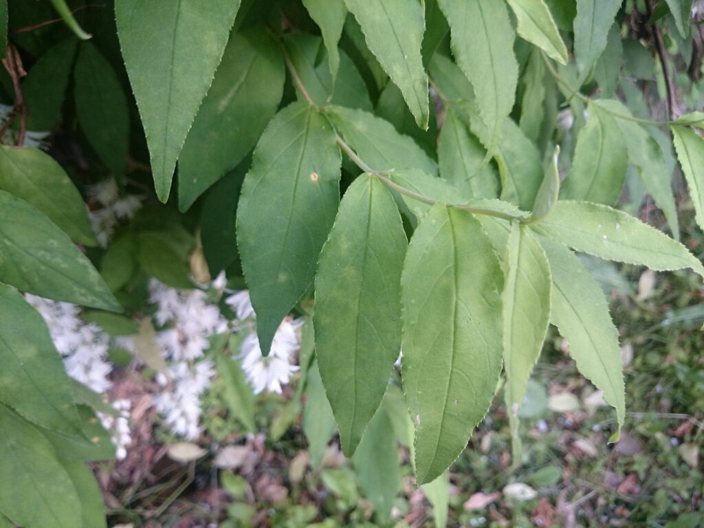 ウツギの葉