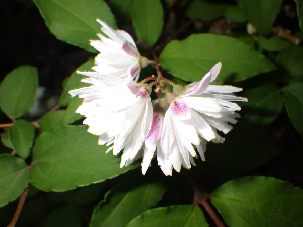 サラサウツギの花