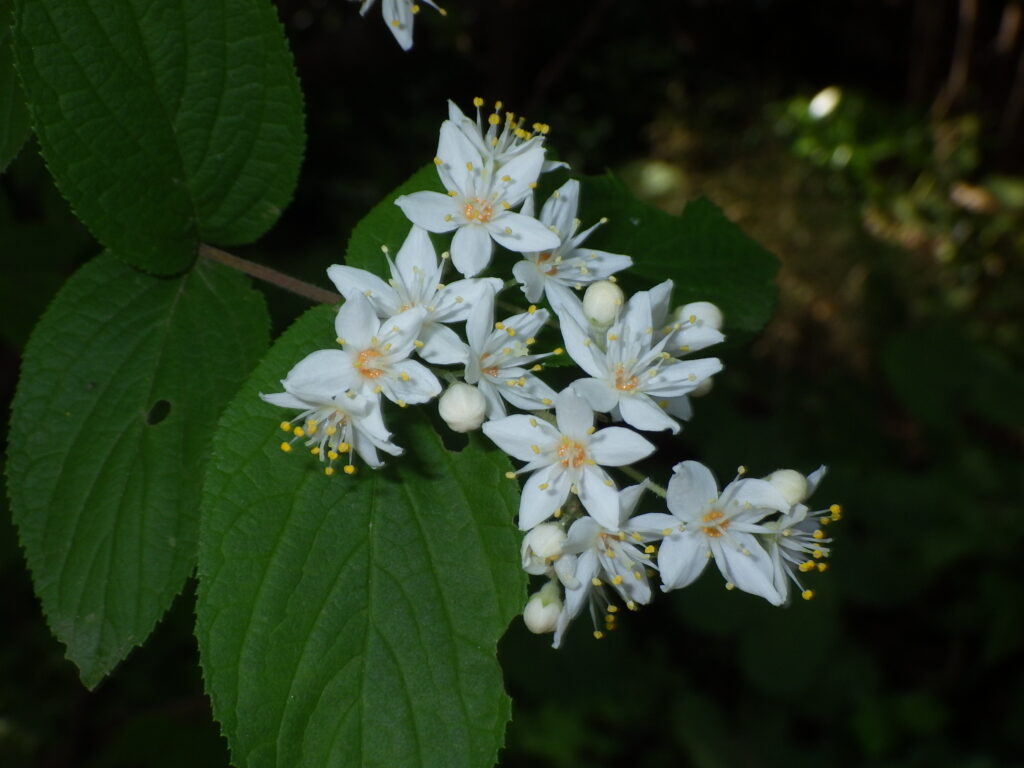 マルバウツギの花:花糸に歯はない。横向きに咲き、黄色い蜜腺が目立つ。