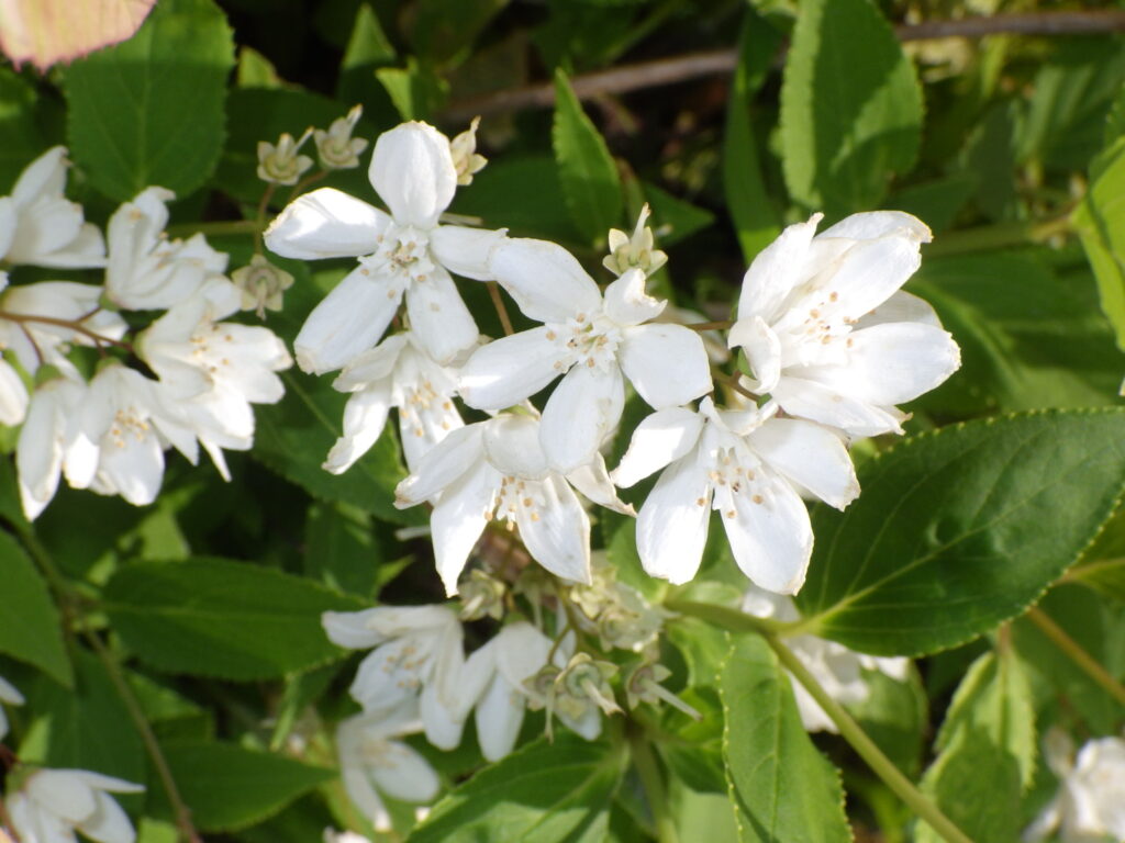 ヒメウツギの花序