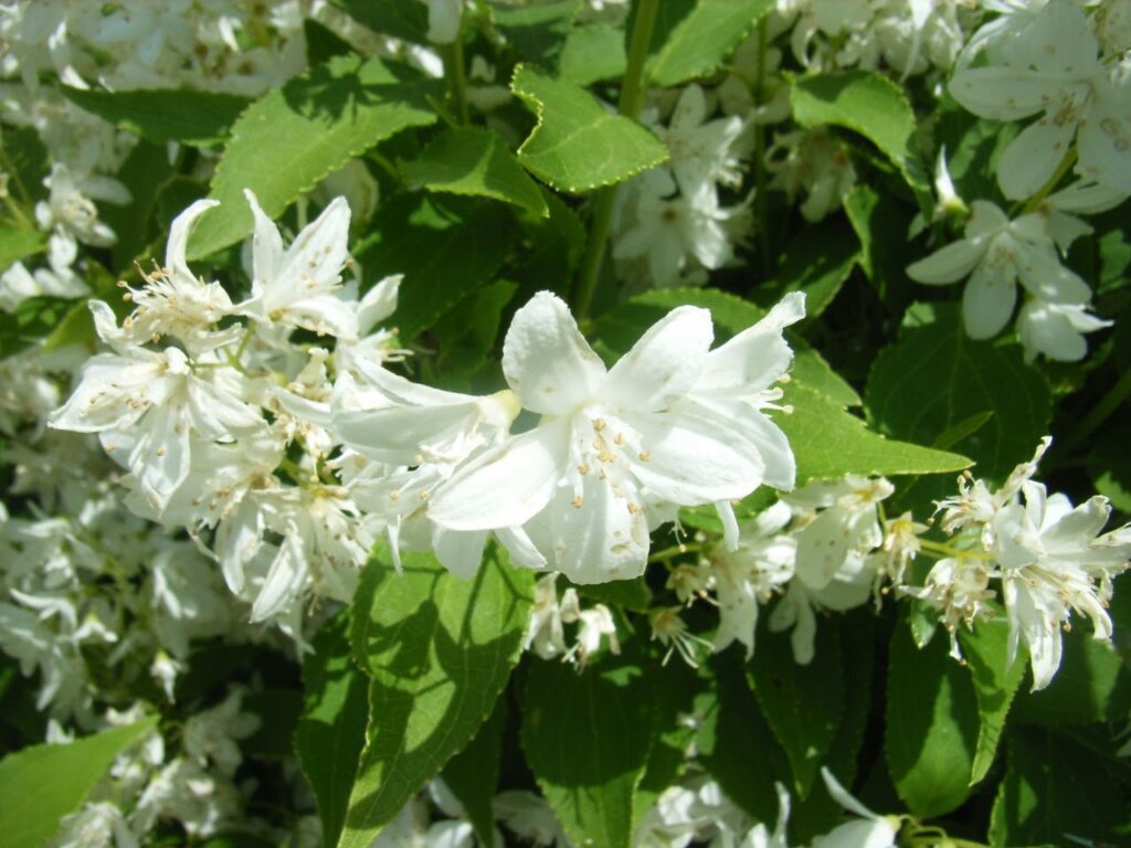 ヒメウツギの花:雄しべの葯の下の花糸に歯があり、花糸に対して斜めに生える。