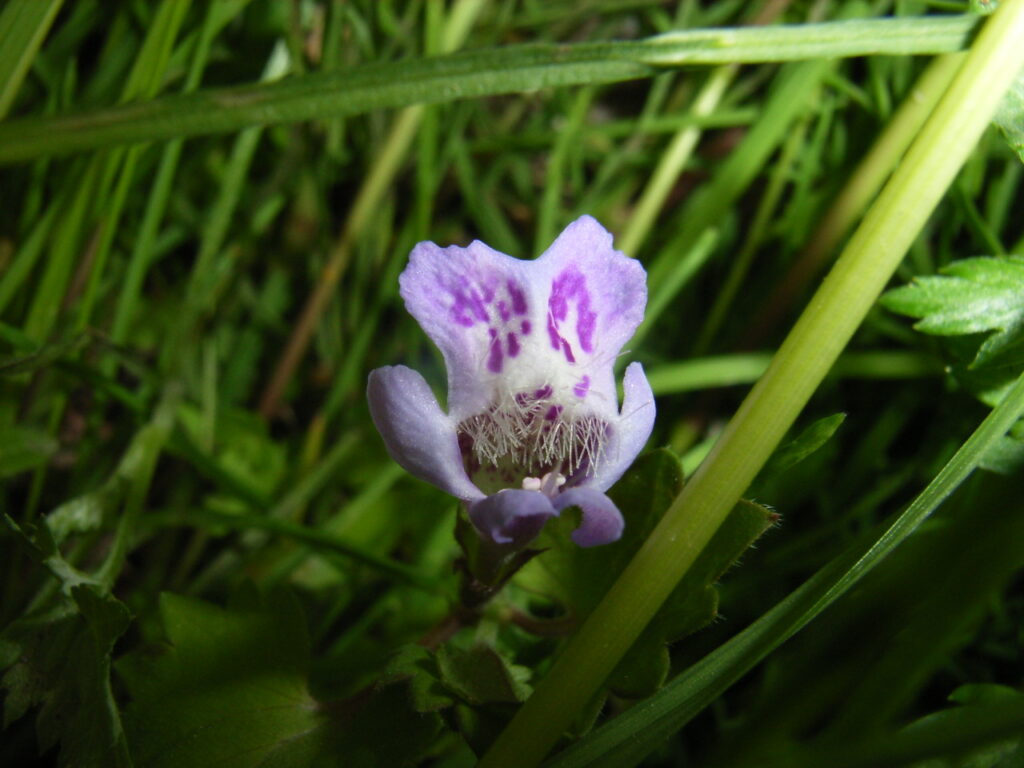 カキドオシの花：萼片も花冠も大型。