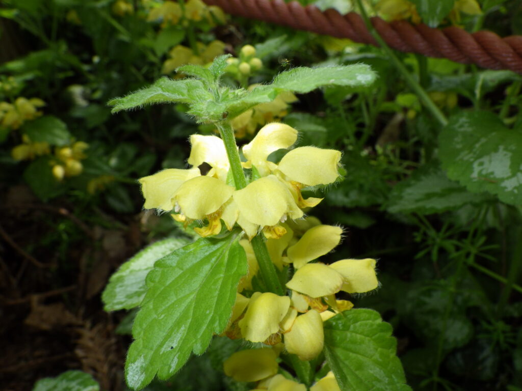 キバナオドリコソウの花：黄色、上唇の毛は長い。