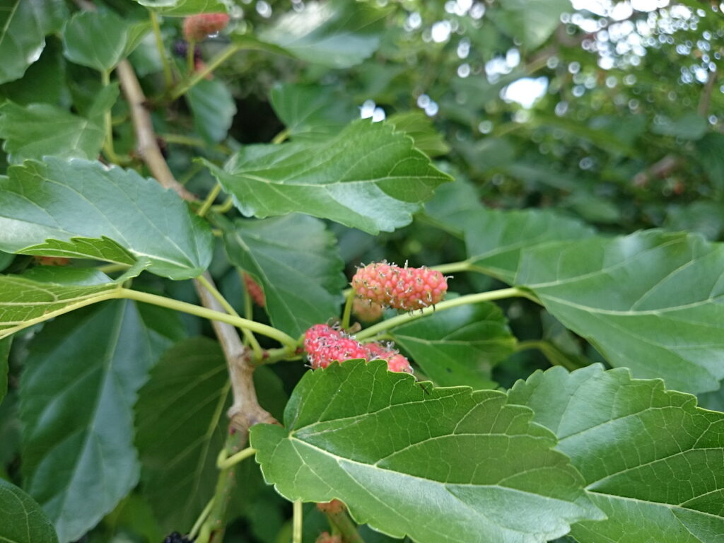 ヤマグワの果実（集合果）：伸びた花柱がある。