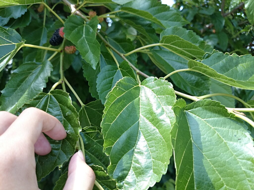 ヤマグワの葉序
