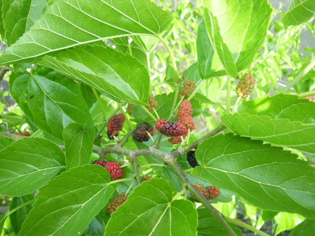 マグワの果実（集合果）：花柱は短く突出しない。