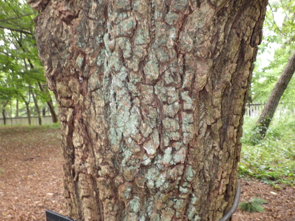 Bark of the Chinese wingnut tree