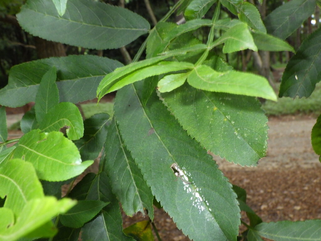 Upper surface of a Chinese wingnut leaf: Green wings are conspicuously visible on the leaf axis.