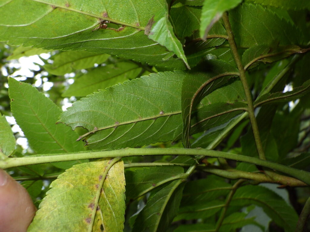 Underside of a Chinese wingnut leaf