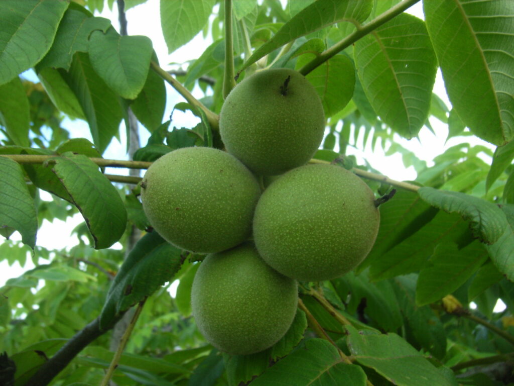 The false fruit of the Japanese walnut.