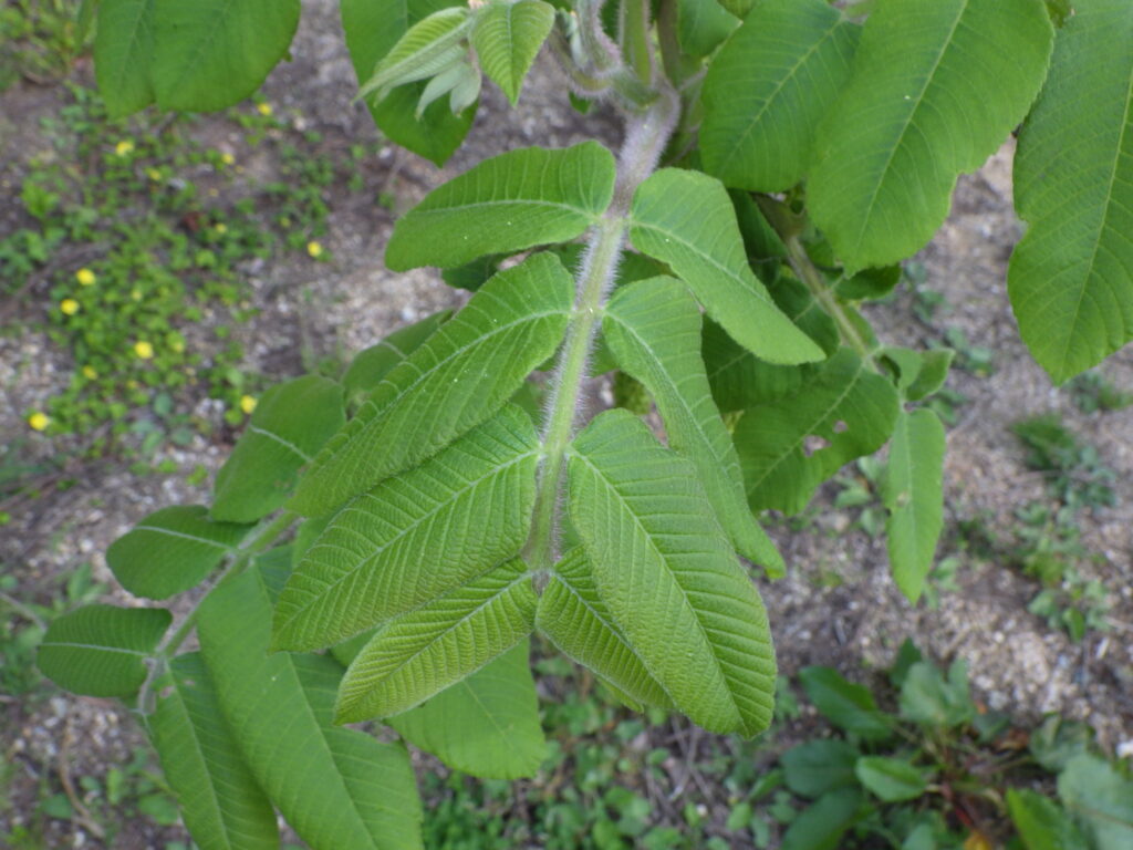 Upper surface of a Japanese walnut leaf: The leaflets are thick, hairy, and have sparse, blunt serrations. This is close to a young leaf.