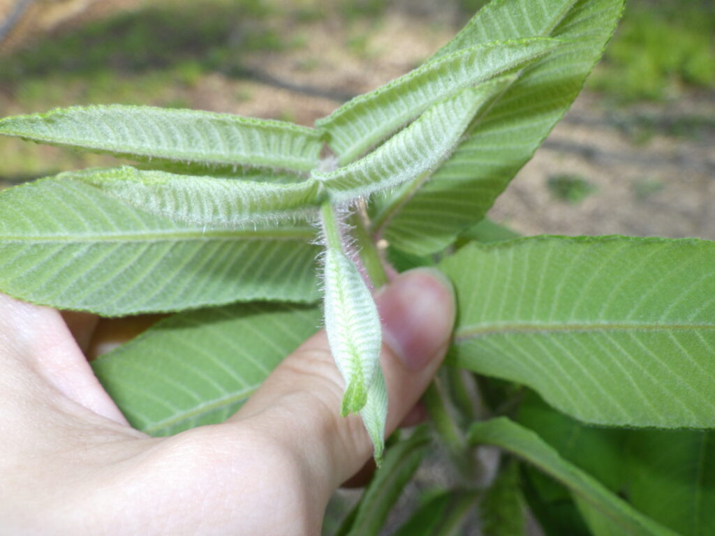 Underside of a Japanese walnut leaf