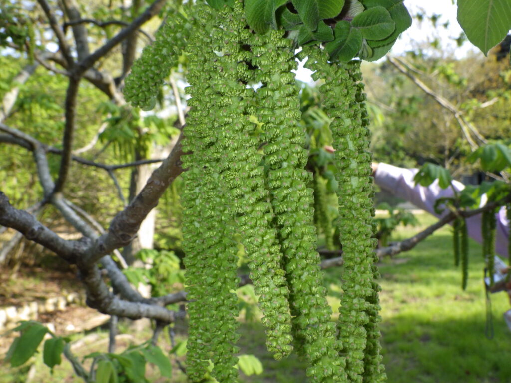 Japanese walnut male flowers