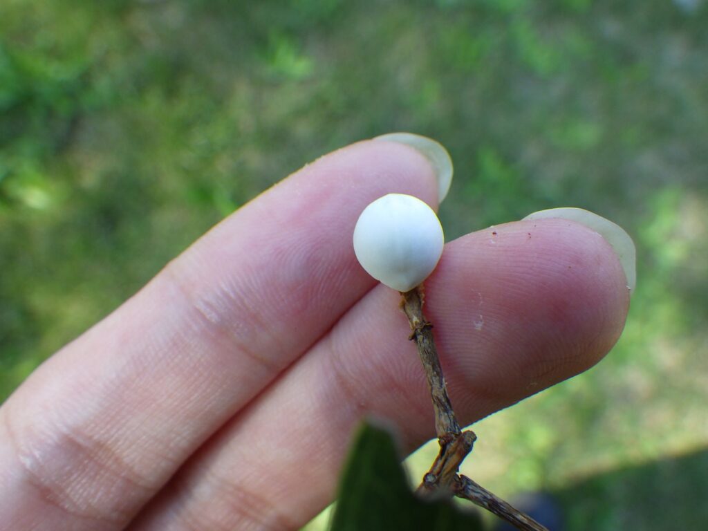 ナンキンハゼの種子:白い種子は非常に特徴的でこの仮種皮に多量の脂肪を含む。