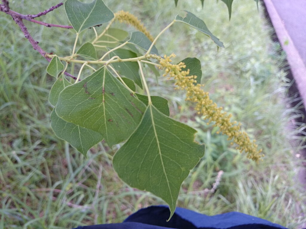 ナンキンハゼの雄花:花弁はない。