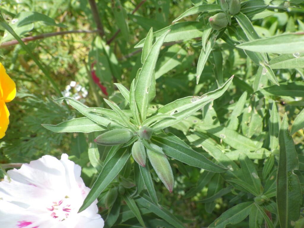 タイリンマツヨイグサの蕾