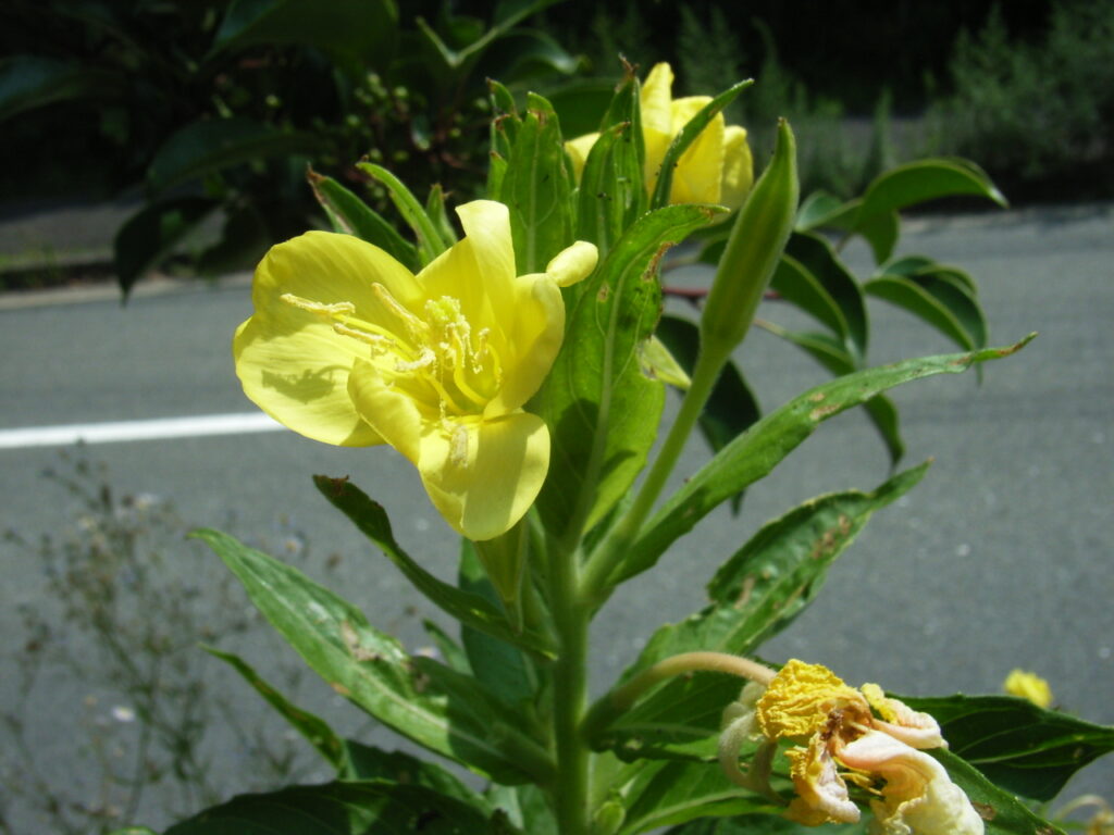 メマツヨイグサの花：茎は明らかに立ち上がる。