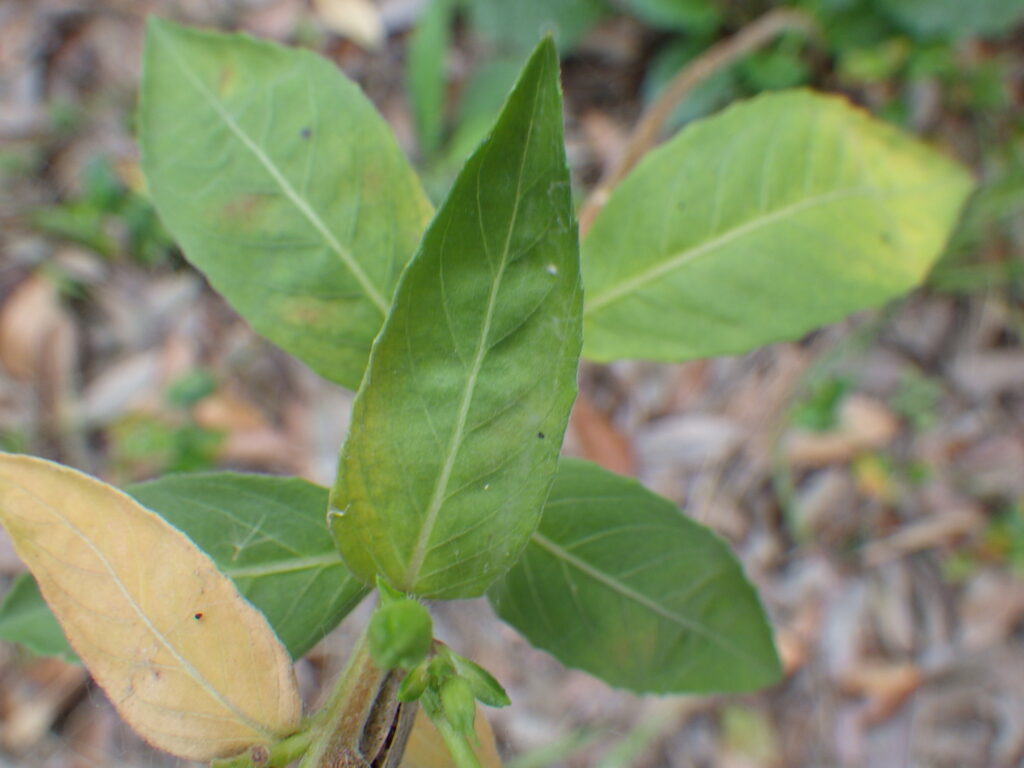 メマツヨイグサの茎葉：分裂はしない卵形〜長楕円状披針形。