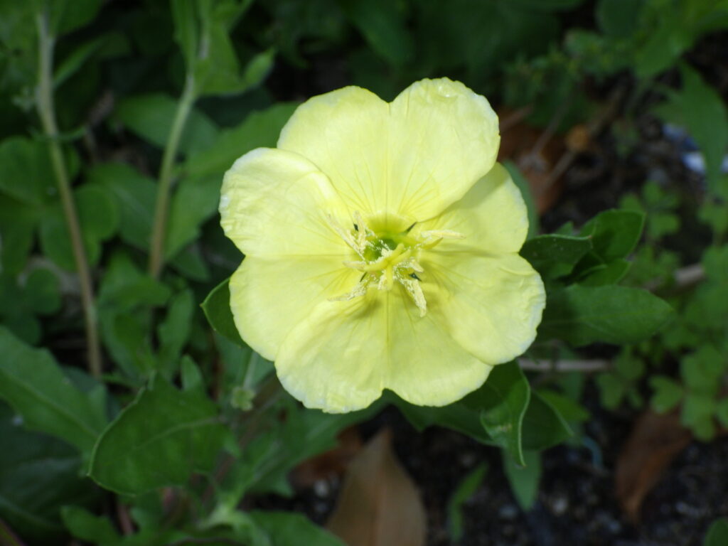 コマツヨイグサの花