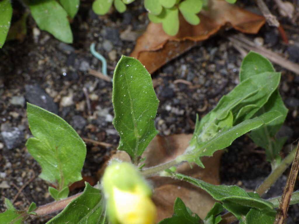 コマツヨイグサの葉：茎は這い、分裂葉が見られる。