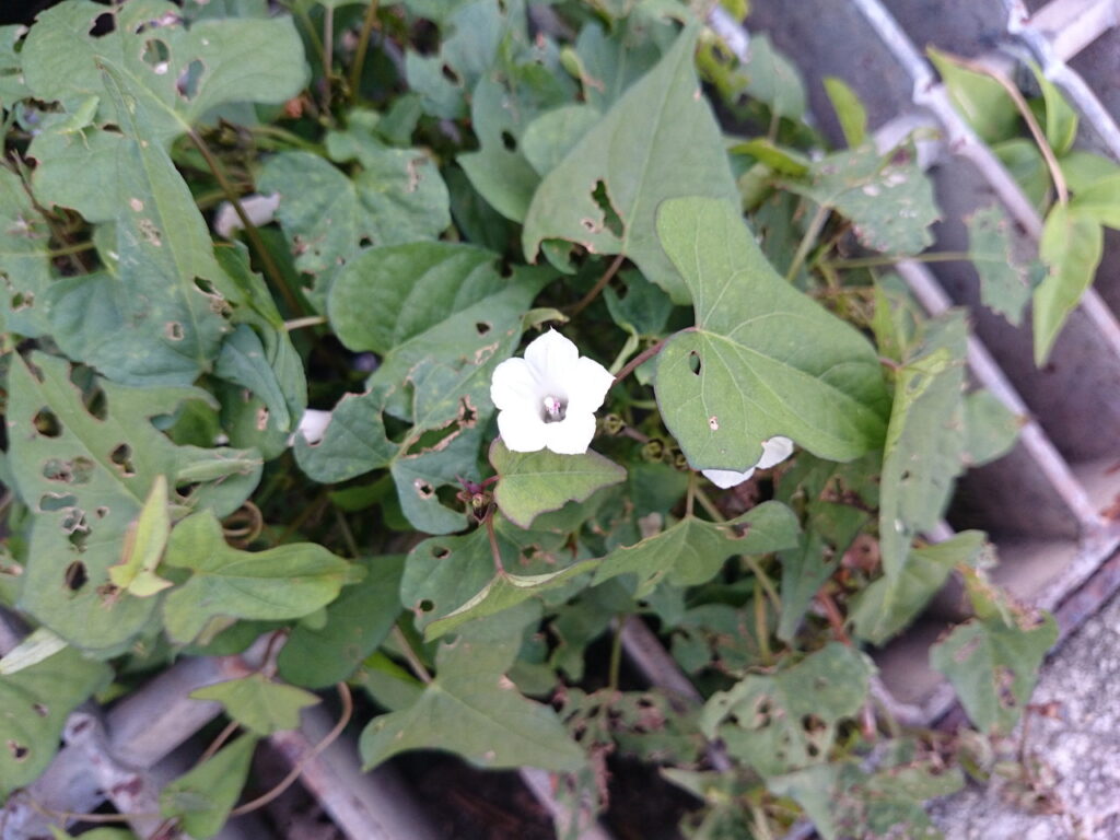 マメアサガオの葉と花：花が白色で、花序柄は基部からでる葉柄よりずっと短く1花序あたりふつう1～3個程度しか花をつけない。