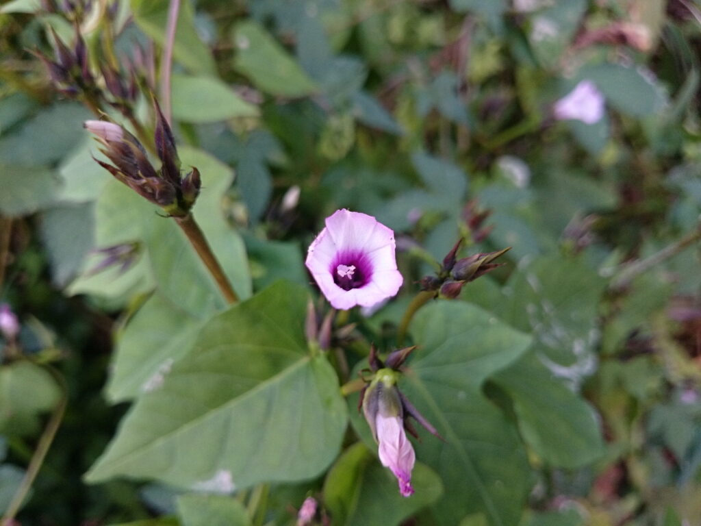 ホシアサガオの花：花の外側が淡紅色で中心が紅紫色で、花序柄は基部から出る葉柄より長く1花序あたり3～10個。写真では1花序あたり1つしか咲いていないが蕾が複数確認できる。